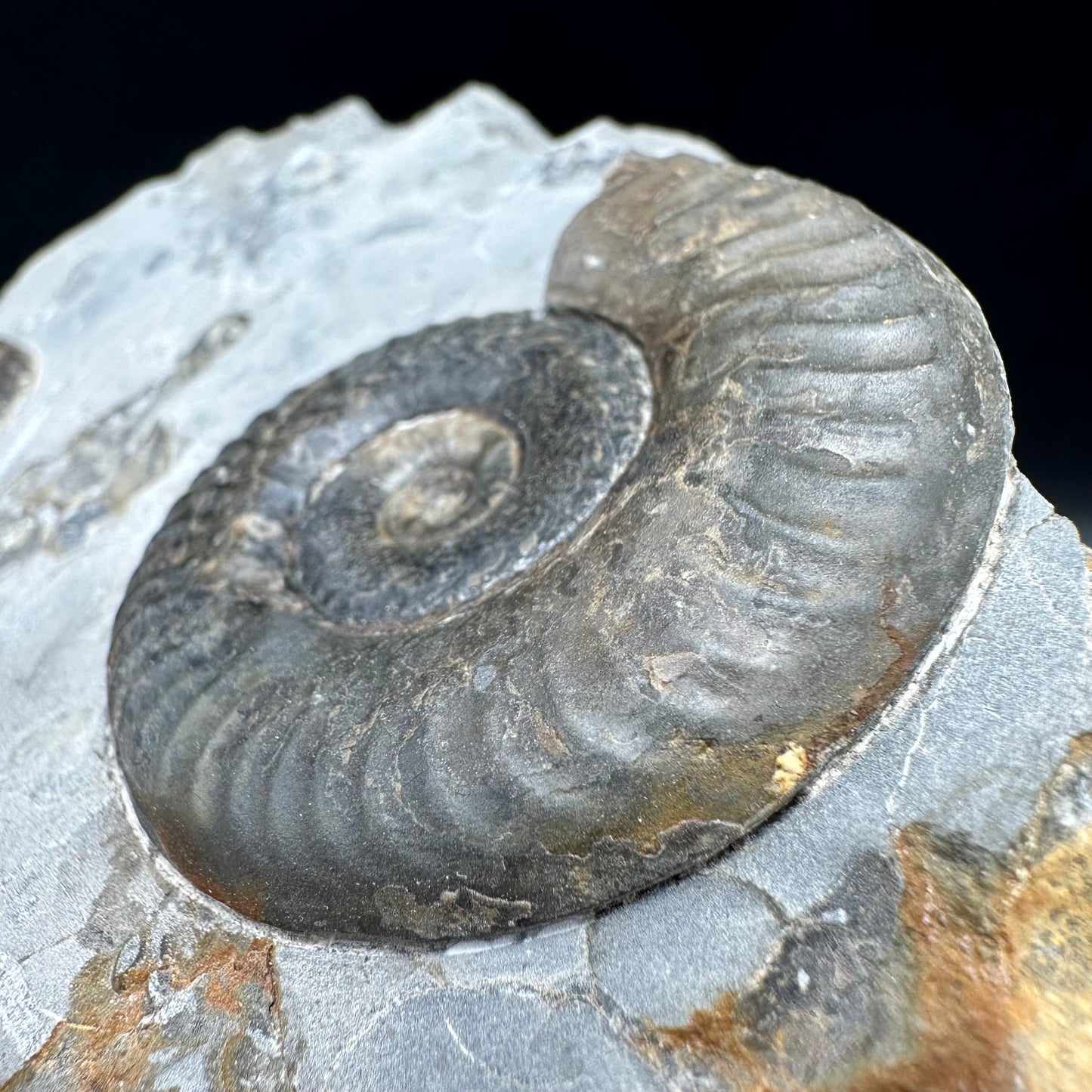 Grammoceras thoaurense Ammonite shell fossil - Whitby, North Yorkshire, Yorkshire Fossils from the Jurassic Coast