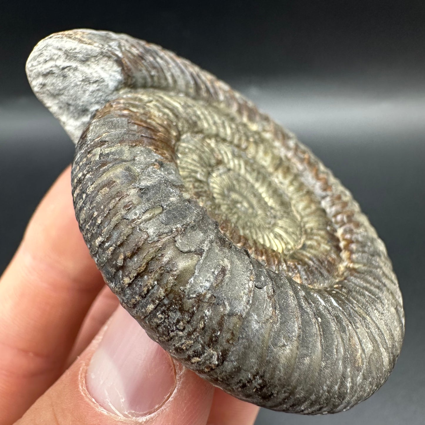 Golden Dactylioceras Ammonite Fossil With Box And Stand - Whitby, North Yorkshire Jurassic Coast Yorkshire Fossils