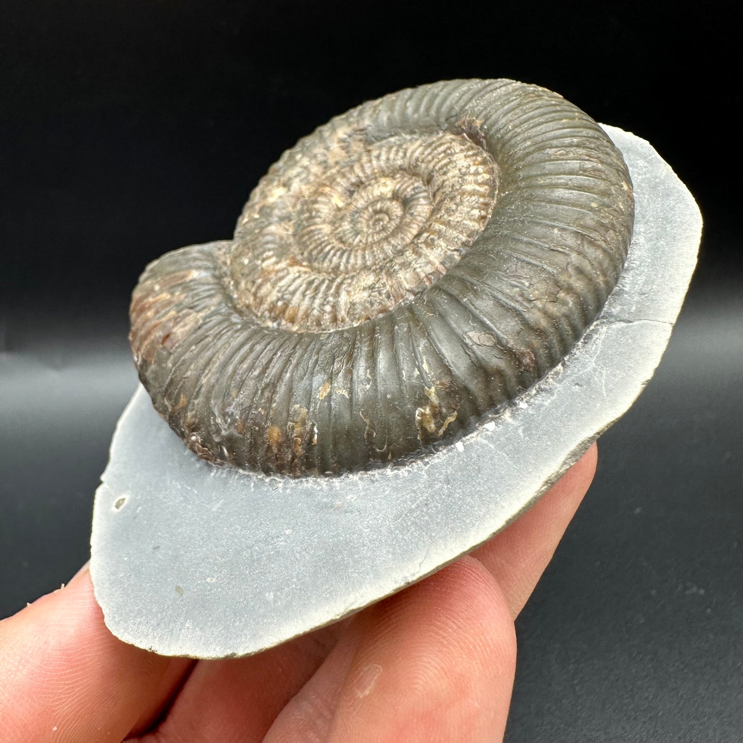 Zugodactylites ammonite fossil with box and stand - Whitby, North Yorkshire Jurassic Coast, Yorkshire fossils