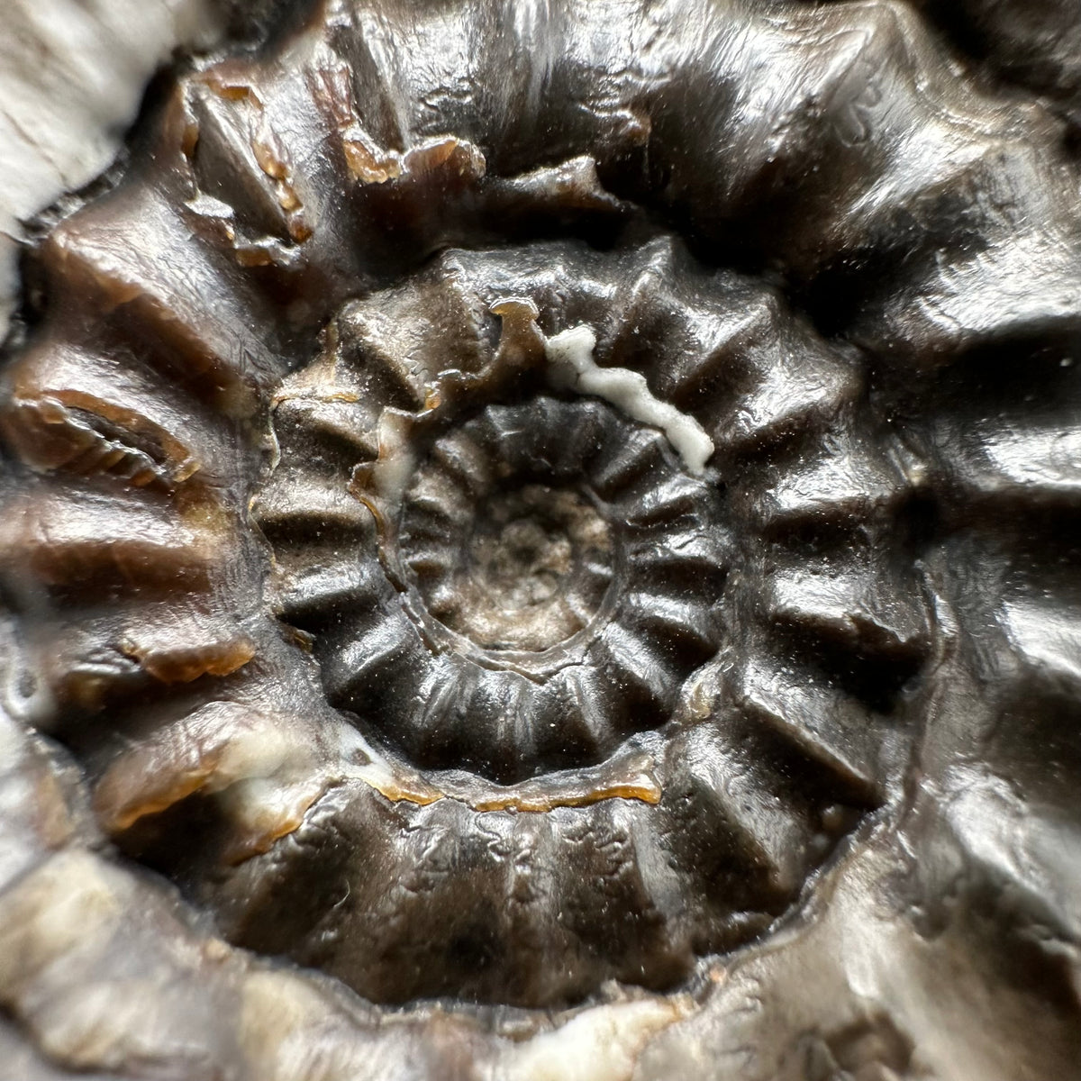 Androgynoceras maculatum ammonite fossil with box and stand - Whitby, North Yorkshire Jurassic Coast Yorkshire Fossils