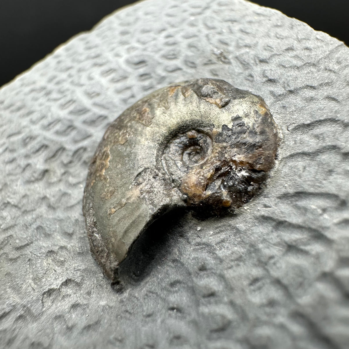 Eleganticeras Elegantulum ammonite fossil with box and stand - Whitby, North Yorkshire Jurassic Coast, Yorkshire Fossils