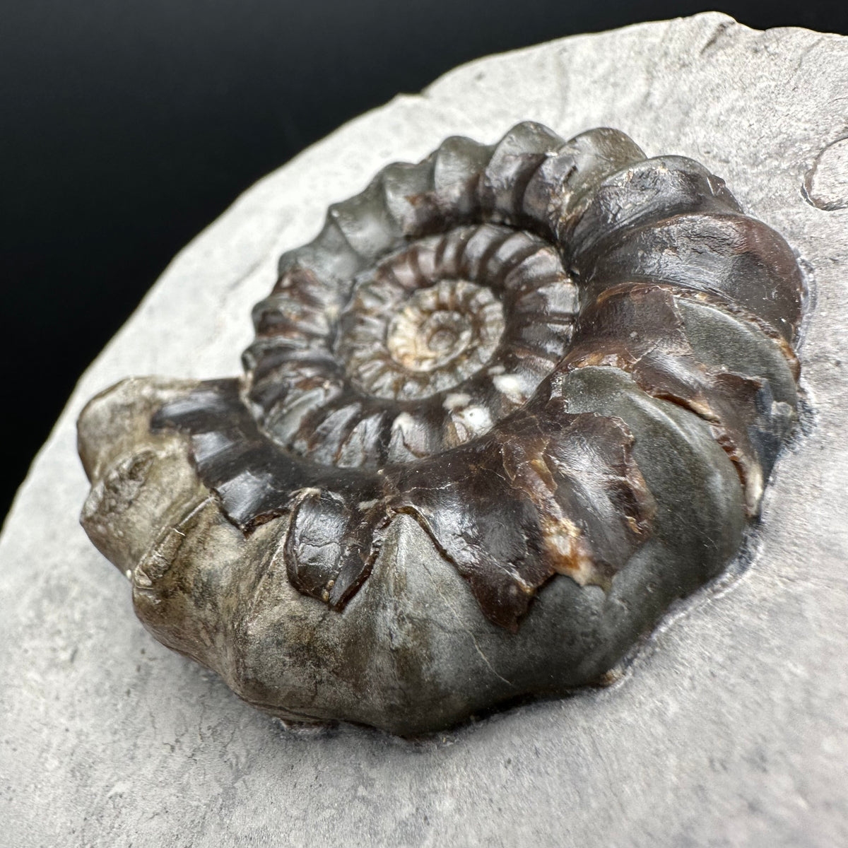 Androgynoceras maculatum ammonite fossil with box and stand - Whitby, North Yorkshire Jurassic Coast Yorkshire Fossils