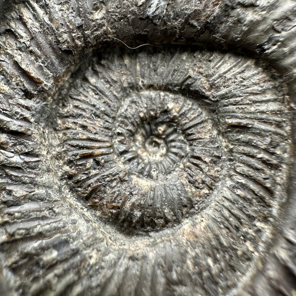 Dactylioceras Ammonite Fossil With box and Stand - Whitby, North Yorkshire Jurassic Coast Yorkshire Fossils