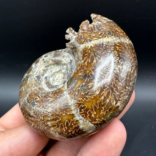 Puzosia Ammonite Fossil With Box And Stand - Cretaceous Ammonite Madagascar