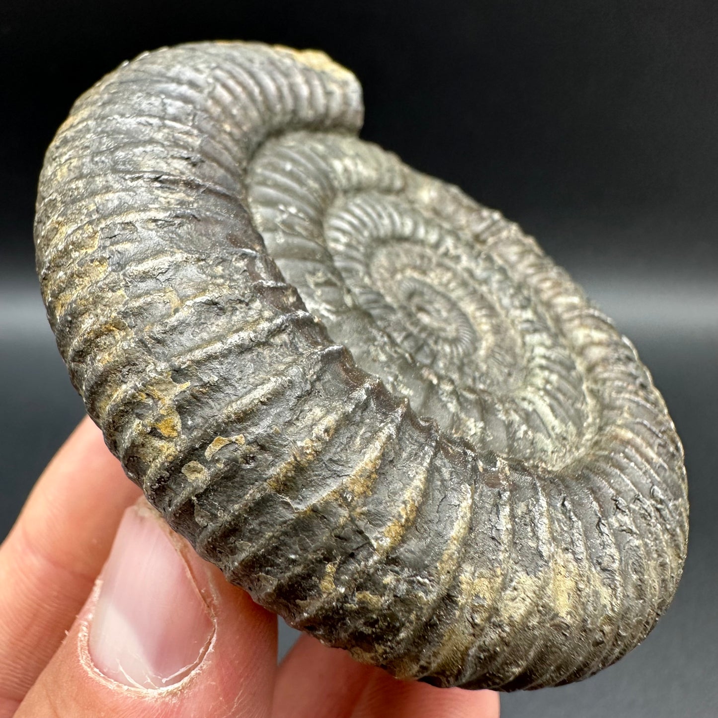 Dactylioceras Ammonite Fossil With Box And Stand - Whitby, North Yorkshire Jurassic Coast Yorkshire Fossils