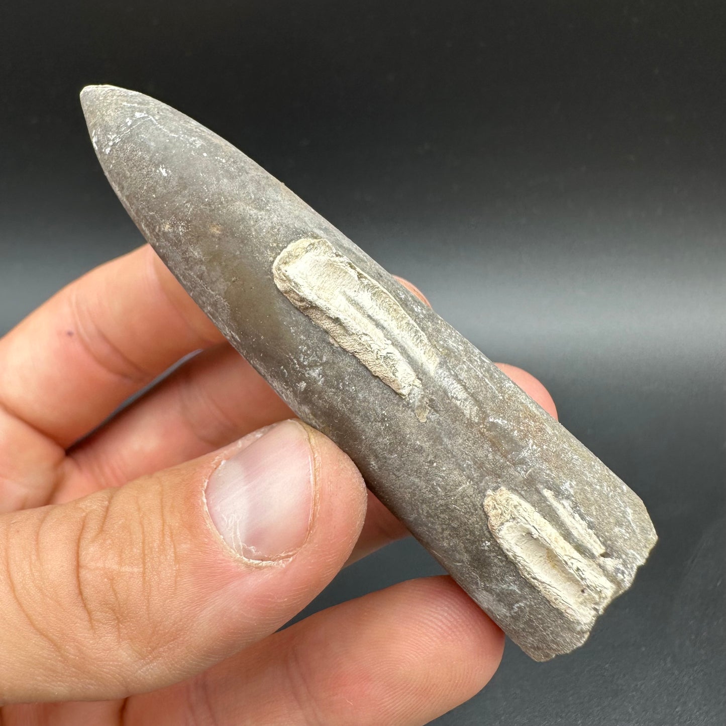 Belemnite (Fossil Squid) shell fossil with box and stand - Whitby, North Yorkshire Jurassic Coast Yorkshire Fossils