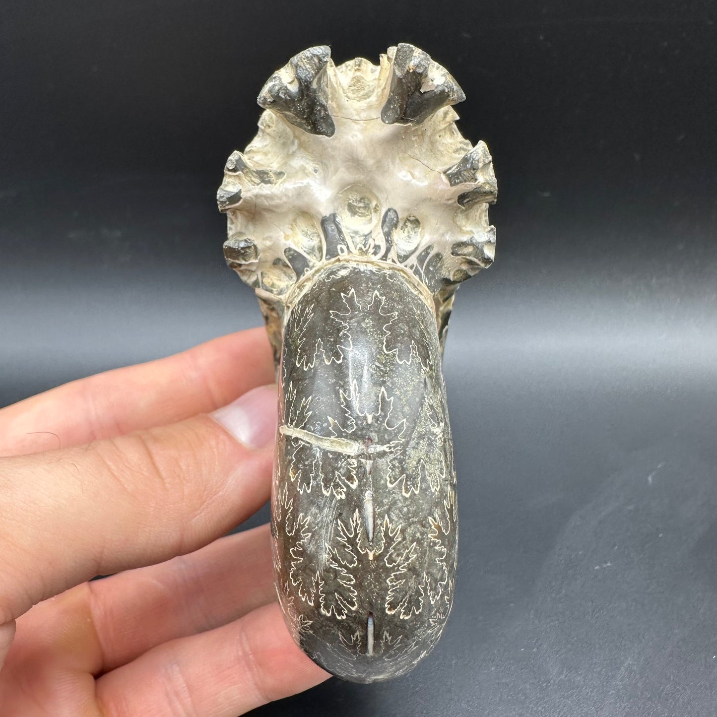 Puzosia Ammonite Fossil With Box And Stand - Cretaceous Ammonite Madagascar