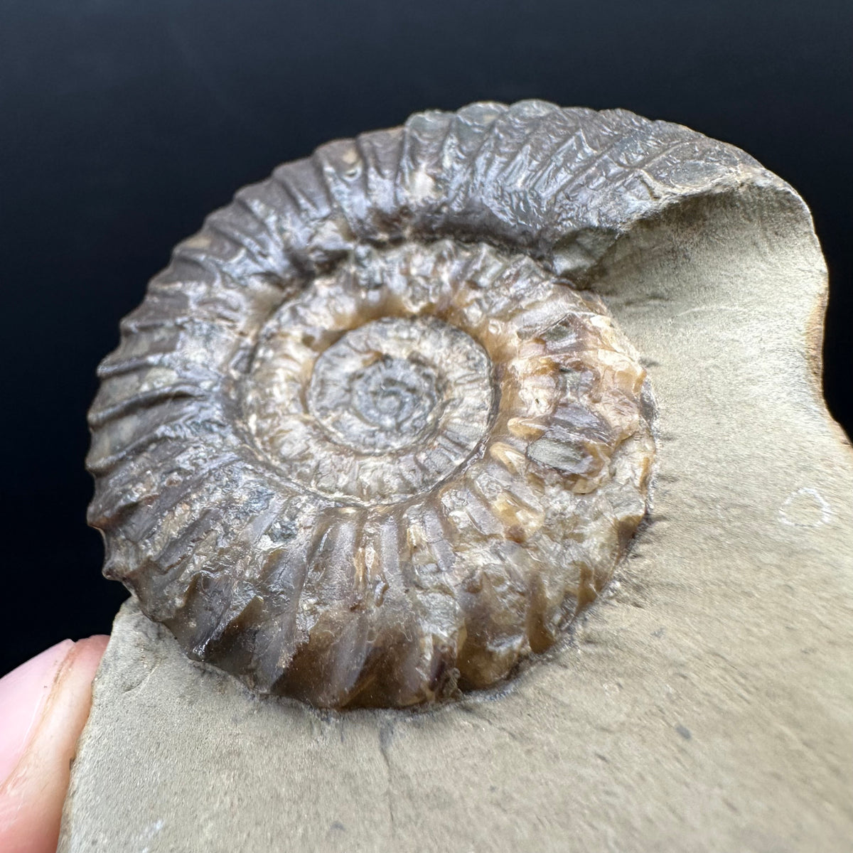 Schlothemia sp. ammonite fossil with box and stand - Whitby, North Yorkshire Jurassic Coast, Yorkshire fossils