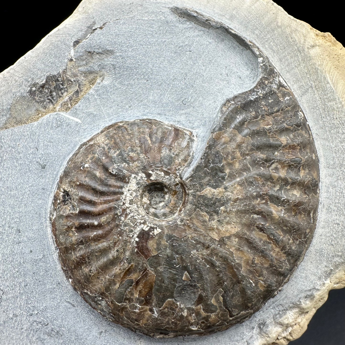 Pseudolioceras lythense Ammonite fossil with box and stand - Whitby, North Yorkshire, Yorkshire Fossils on the Jurassic Coast