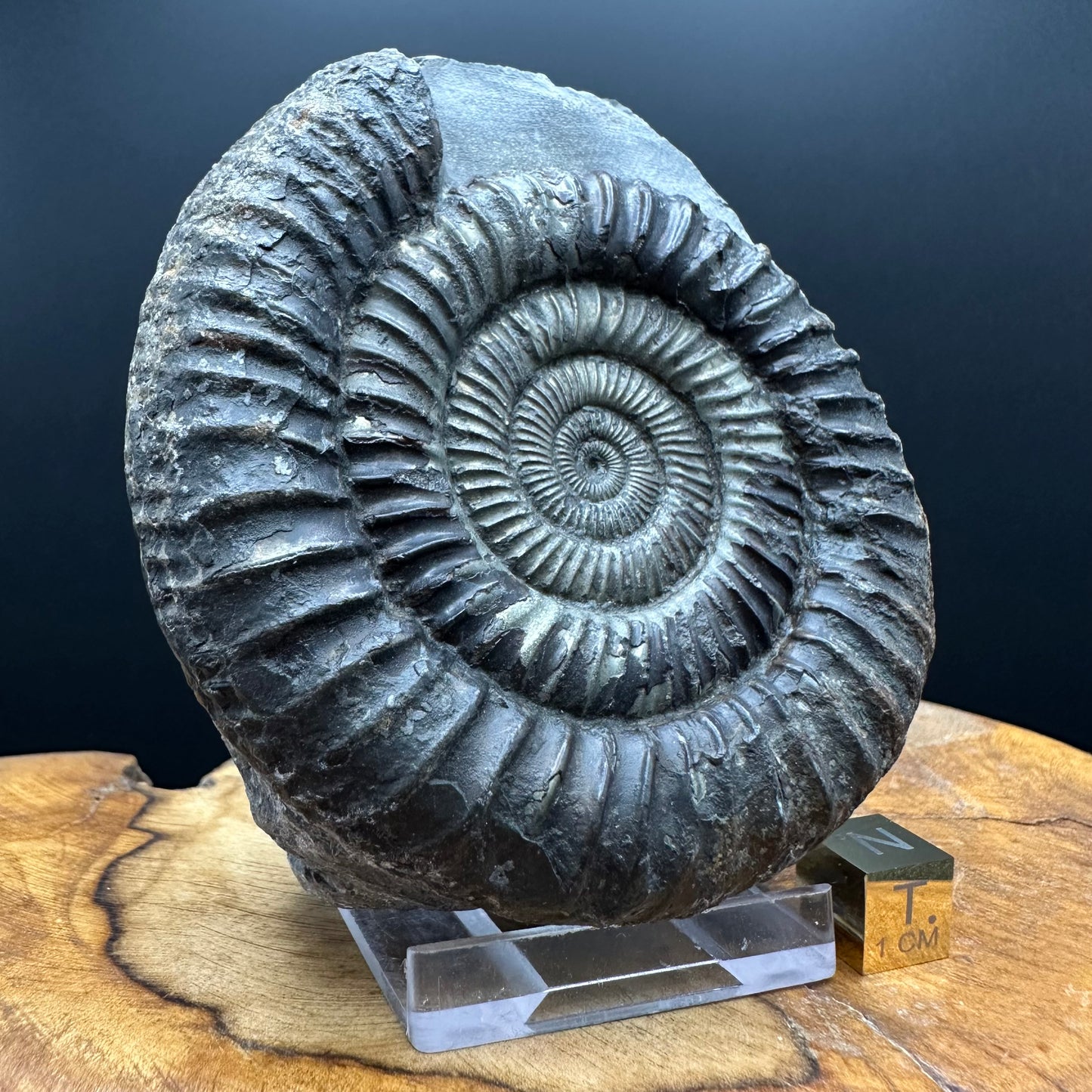 Golden Dactylioceras Ammonite Fossil With box and Stand - Whitby, North Yorkshire Jurassic Coast Yorkshire Fossils