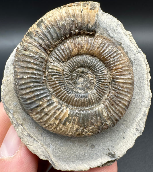 Dactylioceras Ammonite Fossil With Box And Stand - Whitby, North Yorkshire Jurassic Coast Yorkshire Fossils