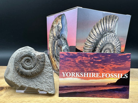 Dactylioceras Ammonite Fossil With box and Stand - Whitby, North Yorkshire Jurassic Coast Yorkshire Fossils