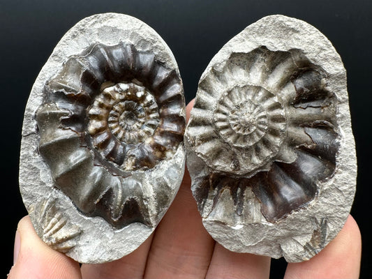 Androgynoceras maculatum ammonite fossil with box and stand - Whitby, North Yorkshire Jurassic Coast Yorkshire Fossils