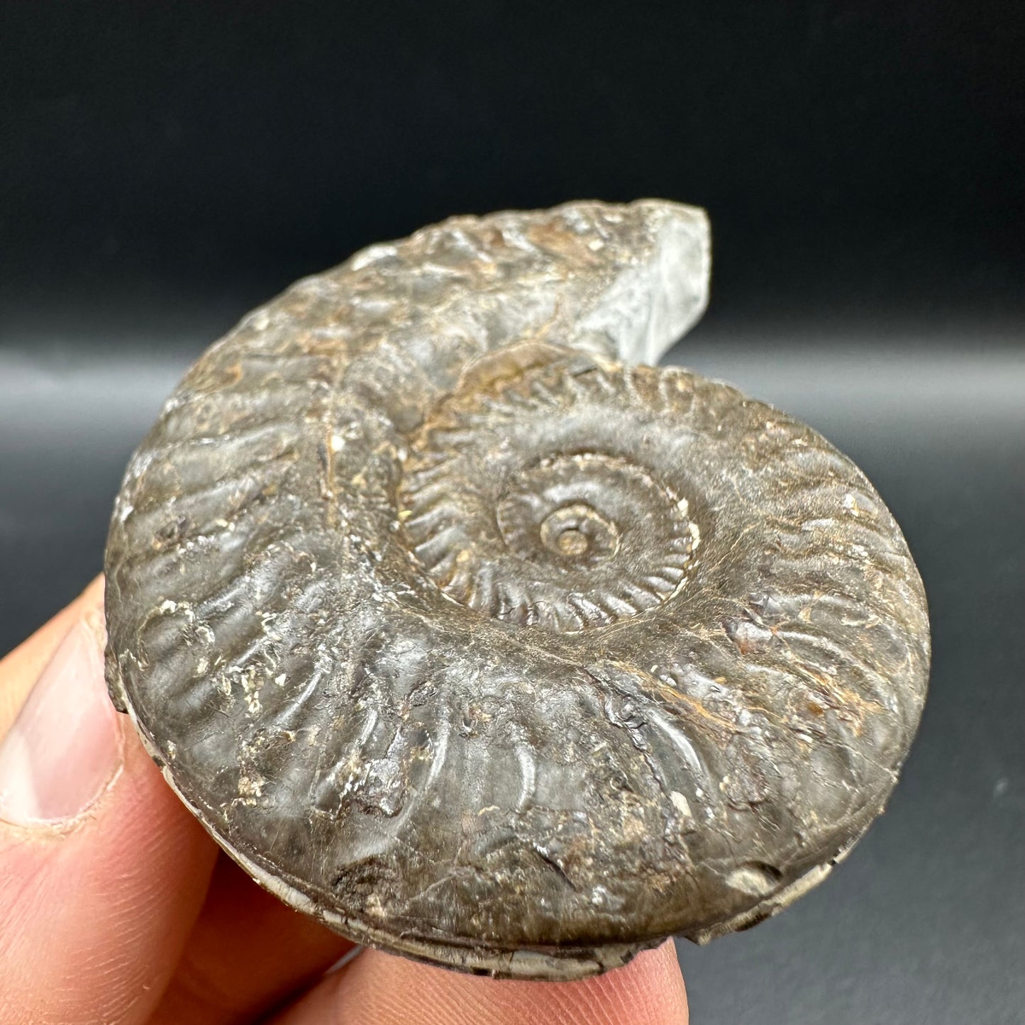 Hildoceras lusitanicum Ammonite fossil with box and stand - Whitby, North Yorkshire, Jurassic Coast, Yorkshire Fossils from the Jurassic Coast