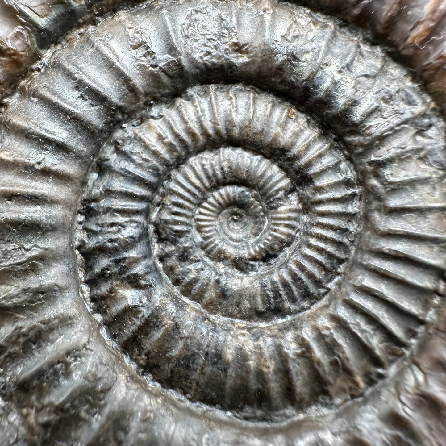 Dactylioceras Multi ammonite fossil with box and stand - Whitby, North Yorkshire Jurassic Coast, Yorkshire Fossils
