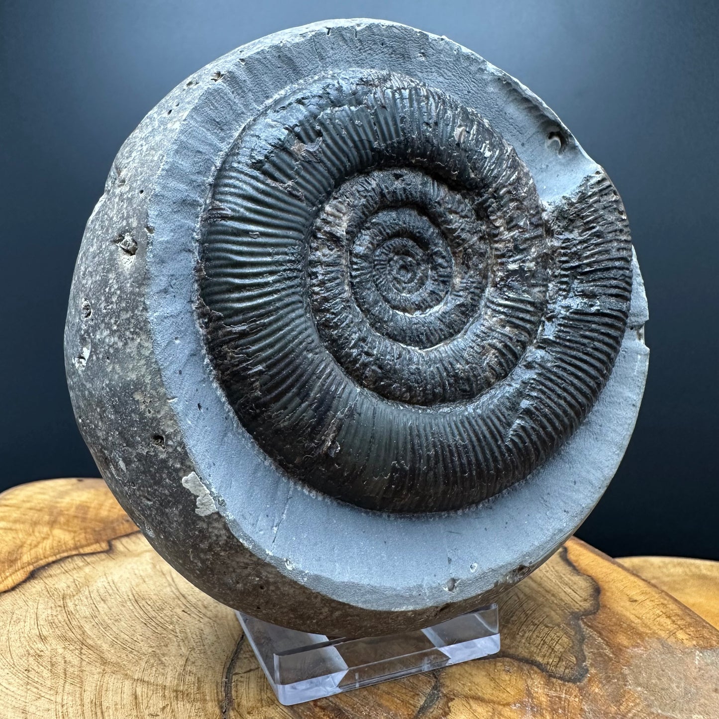 Dactylioceras semicelatum Ammonite fossil with stand - Whitby, North Yorkshire Jurassic Coast Yorkshire Fossils