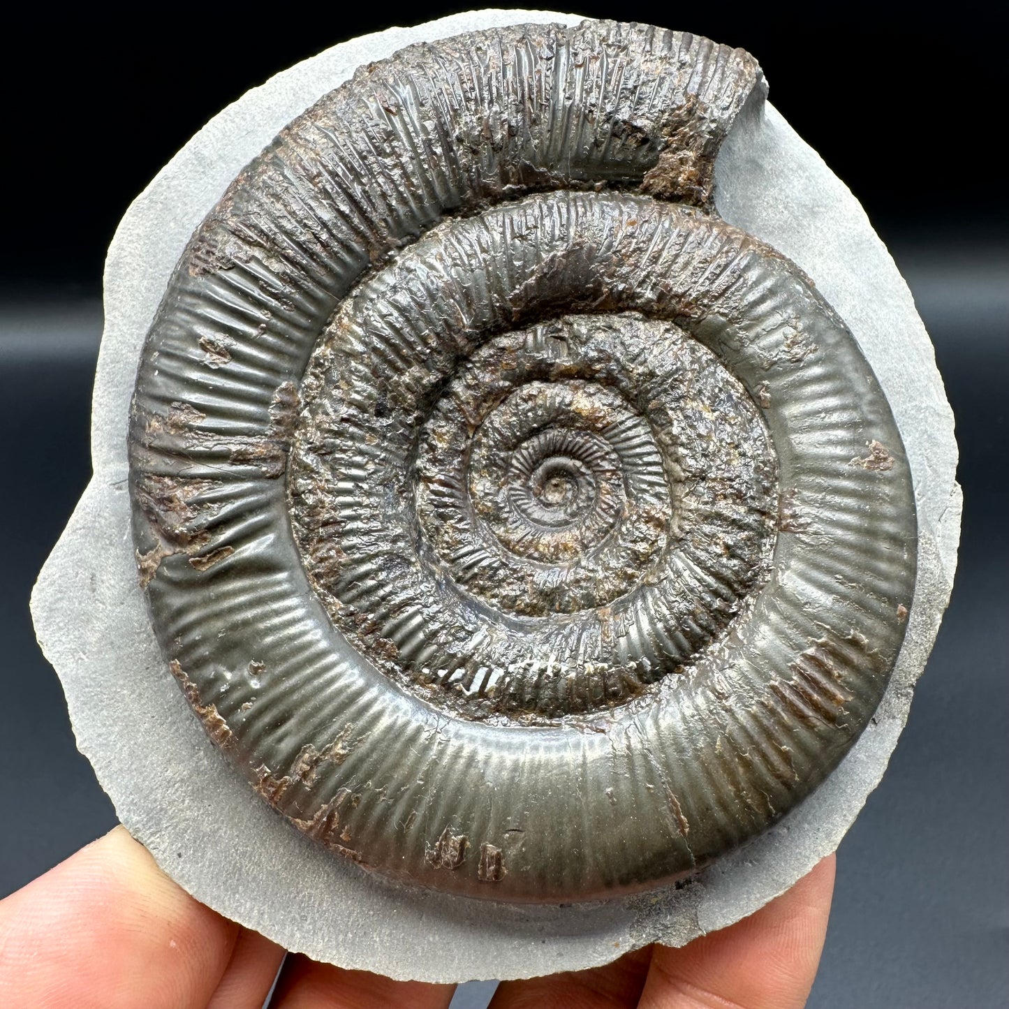 Dactylioceras tenuicostatum ammonite fossil with box and stand - Whitby, North Yorkshire Jurassic Coast