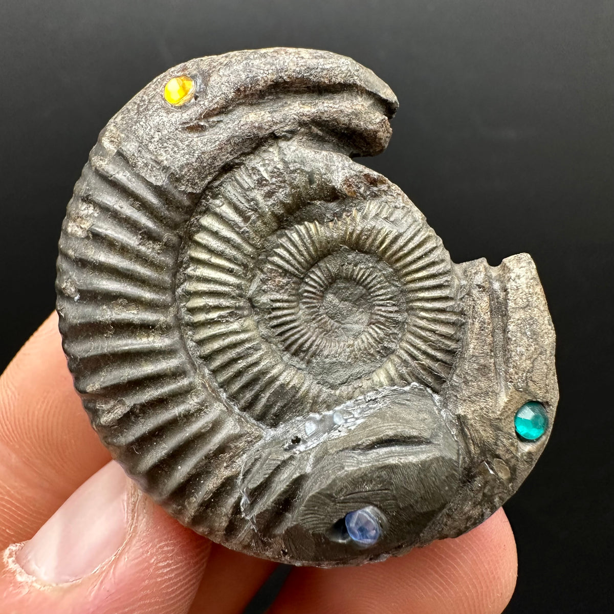 Hydra Snakestone Ammonite Fossil With Bag/Box And Stand - Whitby, North Yorkshire Jurassic Coast Yorkshire Fossils