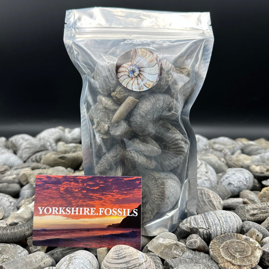 Jurassic Jumble - Yorkshire Fossils Mystery Variety Fossil Bag - Whitby, North Yorkshire Jurassic Coast