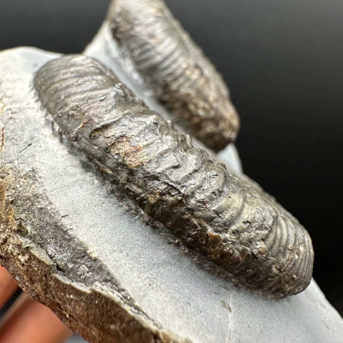 Peronoceras fibulatum Ammonite fossil with box and stand - Whitby, North Yorkshire Jurassic Coast Yorkshire Fossils