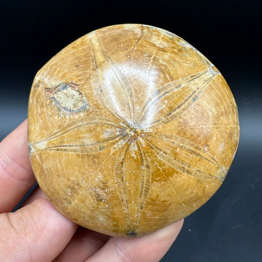 Holectypus Sea Urchin Fossil With Box And Stand - Middle Jurassic Madagascar