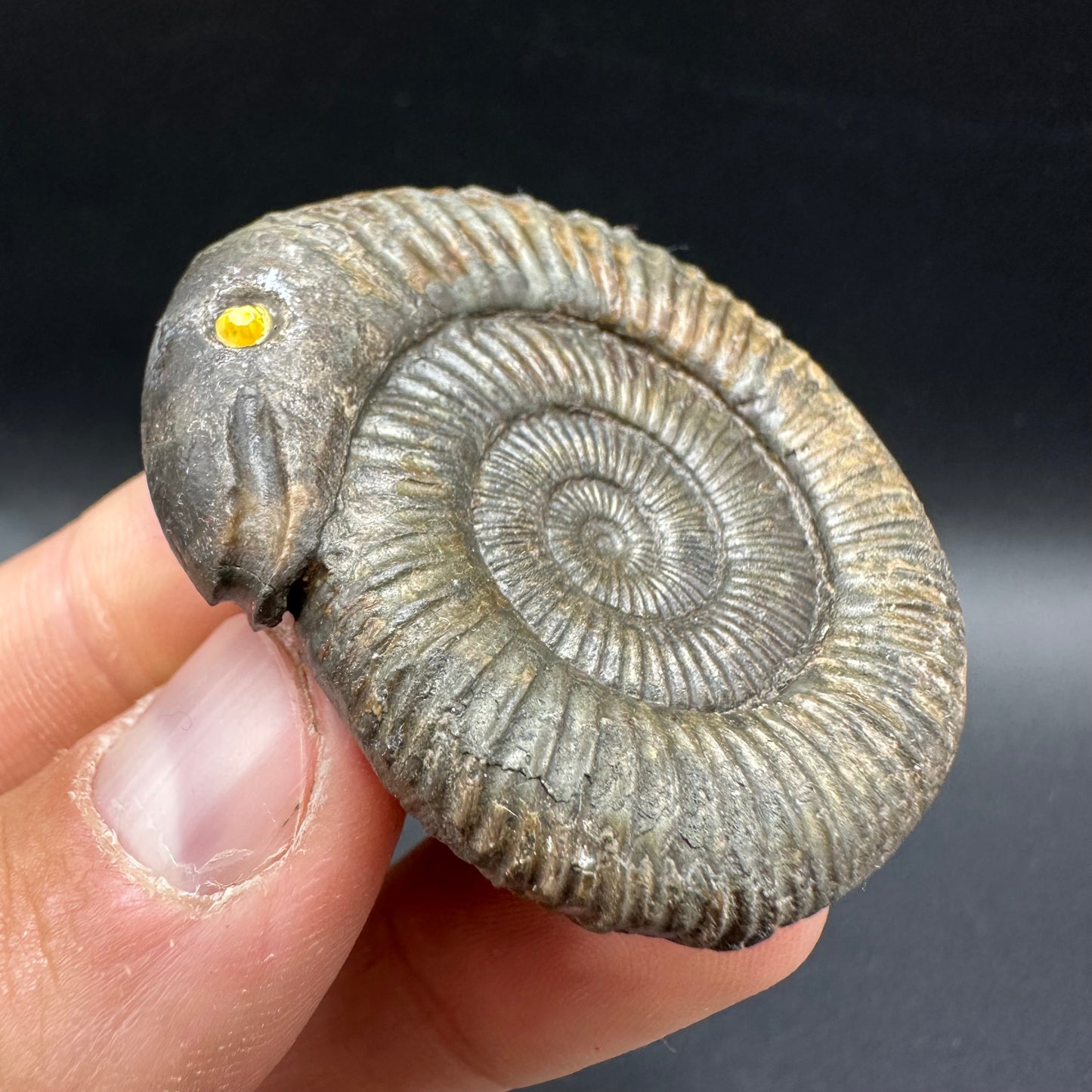 Snakestone Ammonite Fossil With Bag/Box And Stand - Whitby, North Yorkshire Jurassic Coast Yorkshire Fossils
