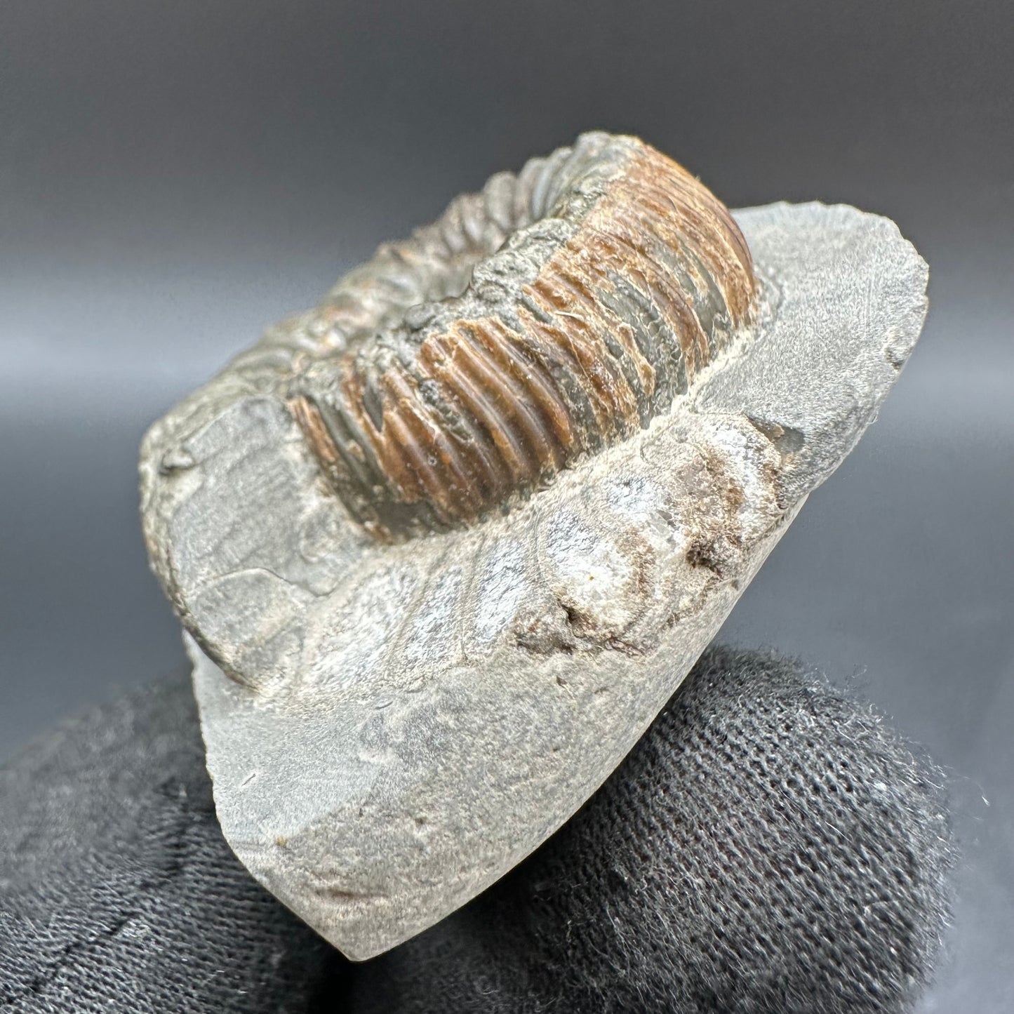 Peronoceras Sp. Ammonite fossil with box and stand - Whitby, North Yorkshire Jurassic Coast Yorkshire Fossils