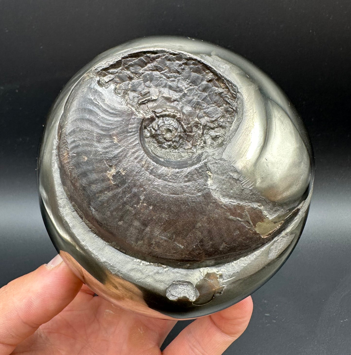 Golden Egg (GENUINE) Ammonite Fossil With Stand - Whitby, North Yorkshire Jurassic Coast Yorkshire Fossils
