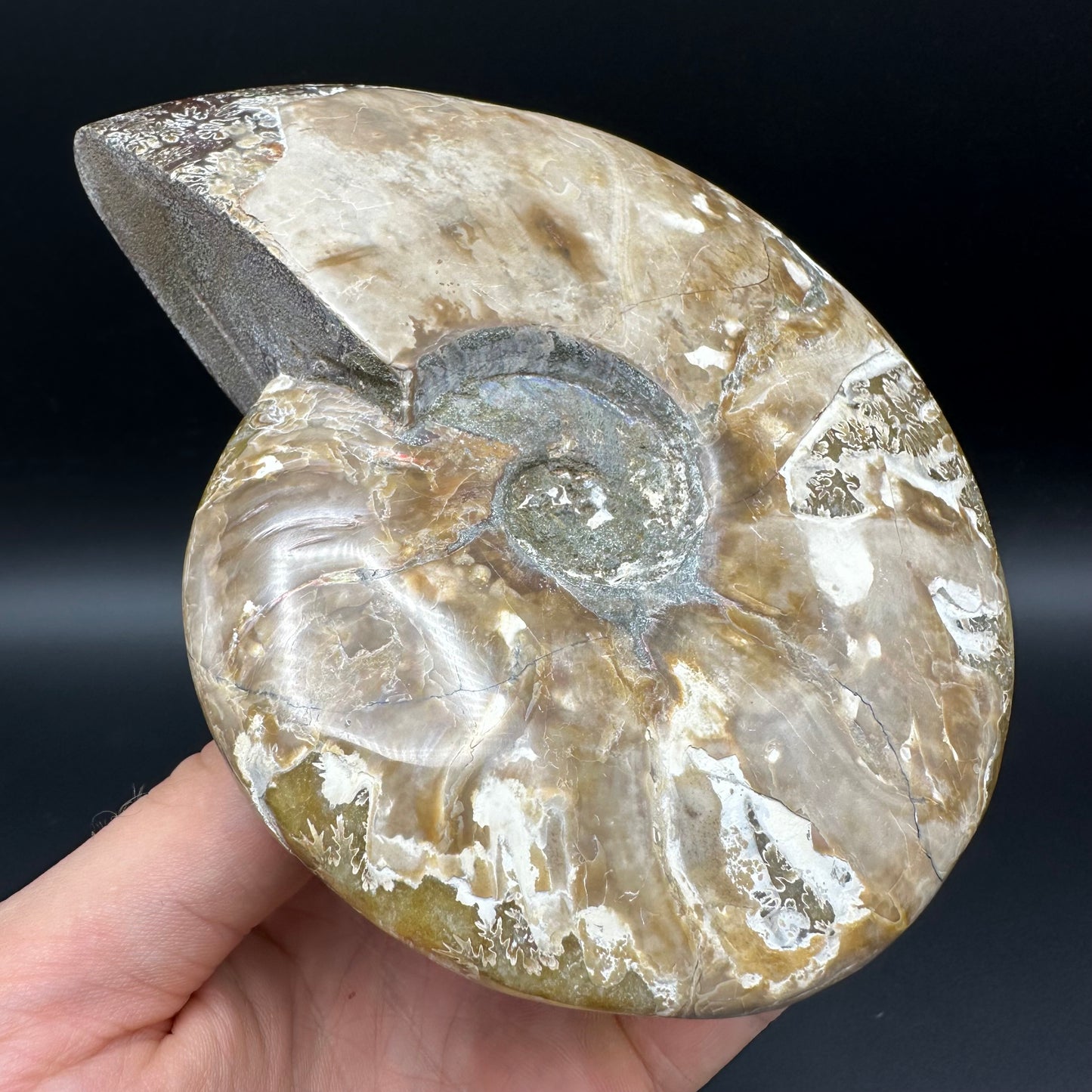 Cleoniceras Ammonite Fossil With Stand - Cretaceous Ammonite Madagascar
