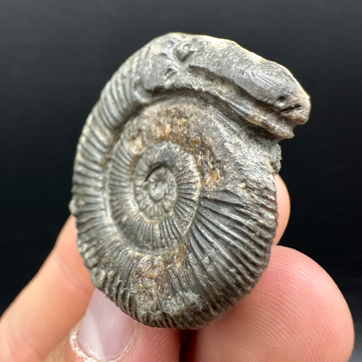 Snakestone Ammonite Fossil With Bag/Box And Stand - Whitby, North Yorkshire Jurassic Coast Yorkshire Fossils