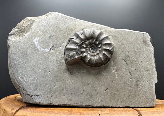 Eugassiceras Ammonite shell fossil with box and stand - Whitby, North Yorkshire Jurassic Coast Yorkshire Fossils