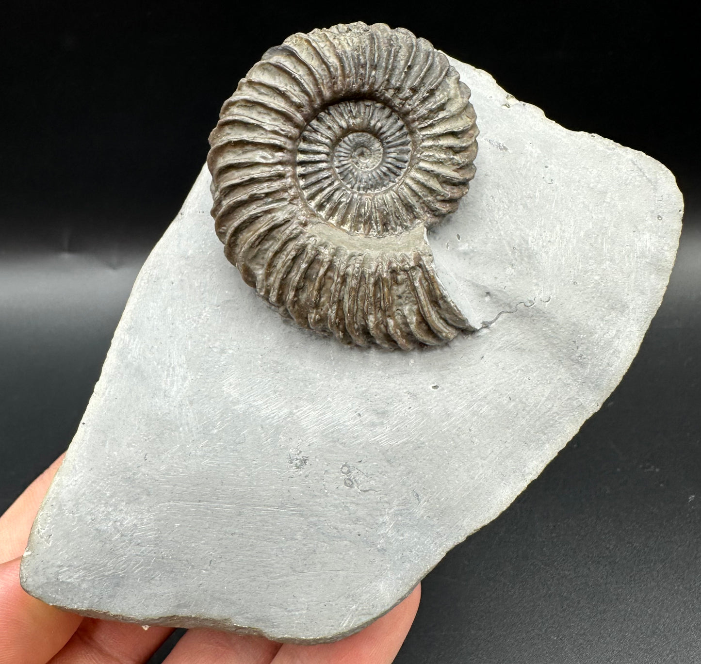 Schlothemia angulata ammonite fossil with box and stand - Whitby, North Yorkshire Jurassic Coast, Yorkshire fossils