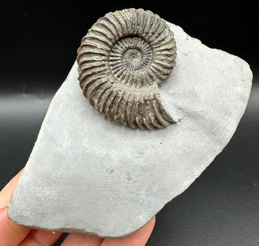 Schlothemia angulata ammonite fossil with box and stand - Whitby, North Yorkshire Jurassic Coast, Yorkshire fossils