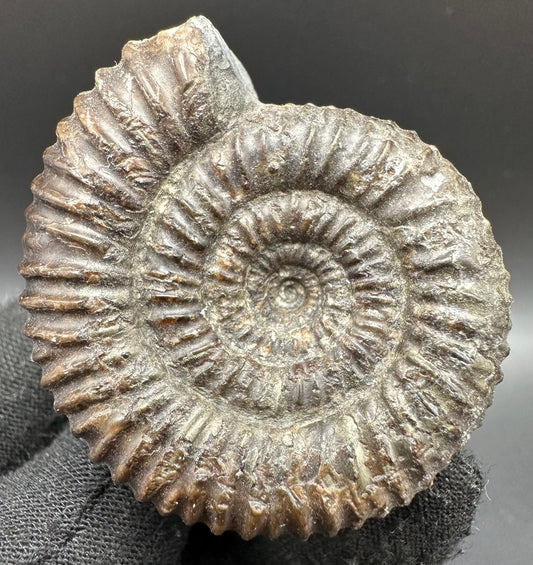 Catacoeloceras Sp. ammonite fossil with box and stand- Whitby, North Yorkshire Jurassic Coast Yorkshire Fossils