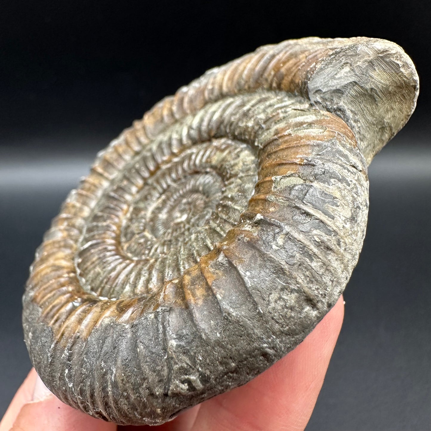 Dactylioceras Ammonite Fossil With Box And Stand - Whitby, North Yorkshire Jurassic Coast Yorkshire Fossils