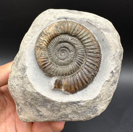 Dactylioceras Ammonite Fossil With box and Stand - Whitby, North Yorkshire Jurassic Coast Yorkshire Fossils
