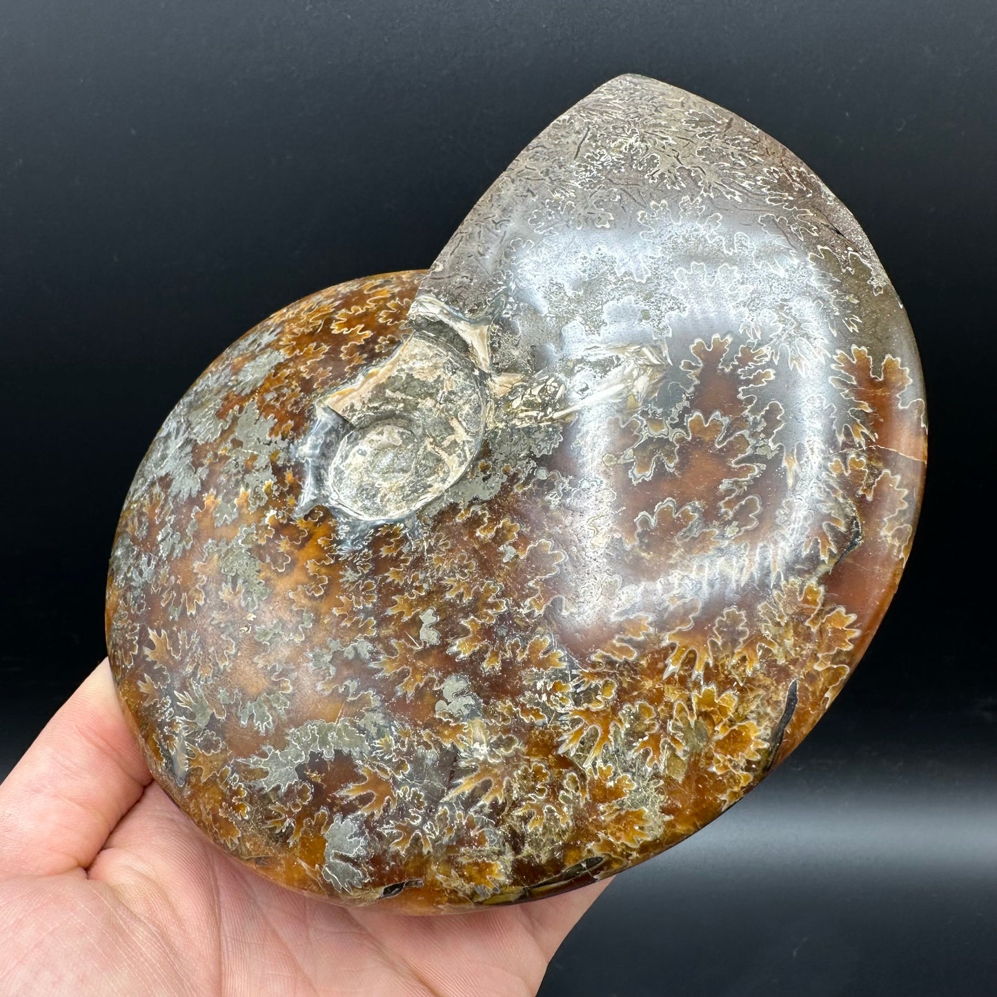 Cleoniceras Ammonite Fossil With Stand - Cretaceous Ammonite Madagascar