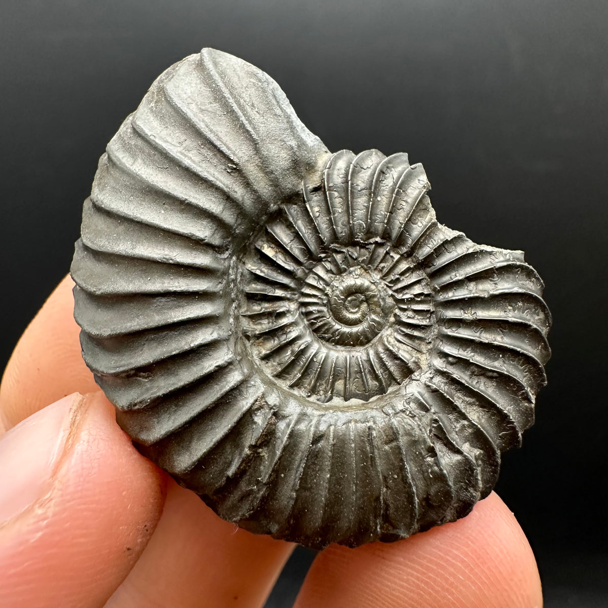 Schlothemia sp. ammonite fossil with box and stand - Whitby, North Yorkshire Jurassic Coast, Yorkshire fossils
