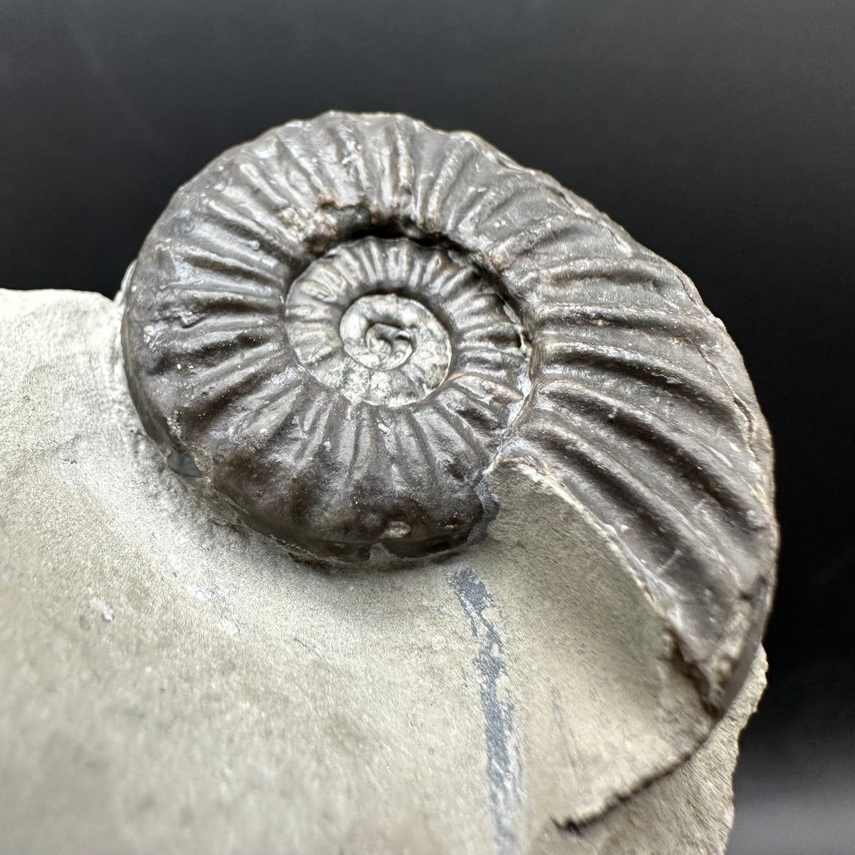 Asteroceras Ammonite fossil with box and stand - Whitby, North Yorkshire Jurassic Coast Yorkshire Fossils