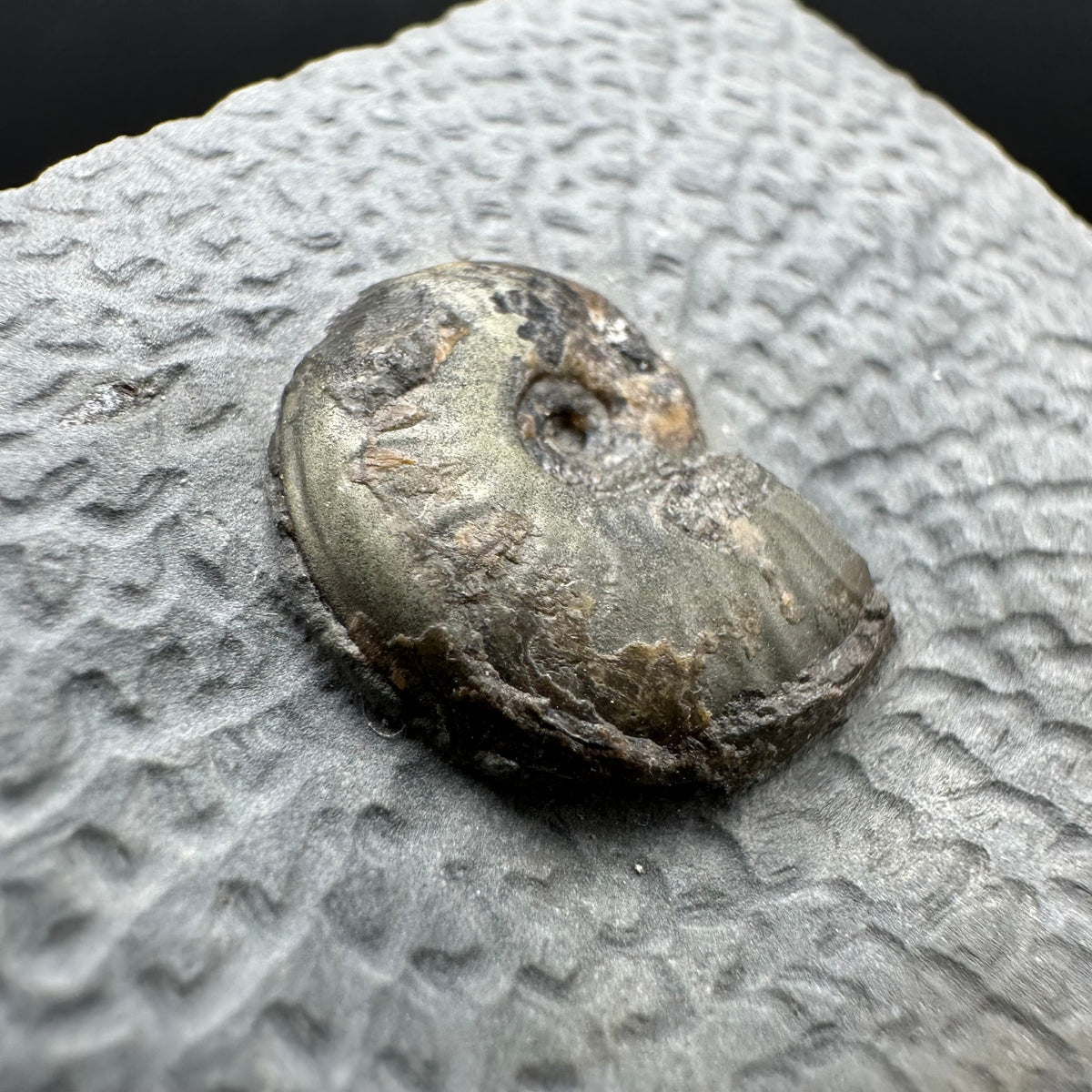 Eleganticeras Elegantulum ammonite fossil with box and stand - Whitby, North Yorkshire Jurassic Coast, Yorkshire Fossils