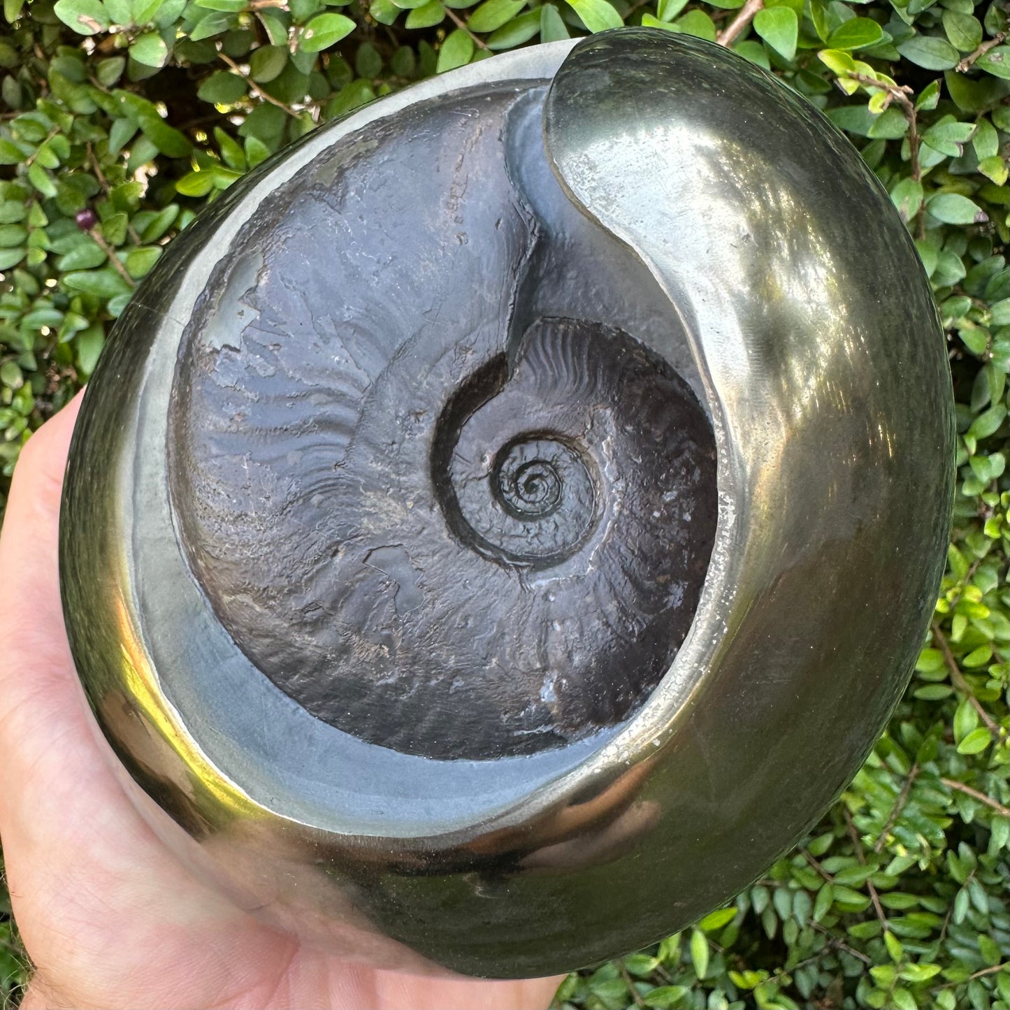Golden Egg (GENUINE) Ammonite Fossil With Stand - Whitby, North Yorkshire Jurassic Coast Yorkshire Fossils
