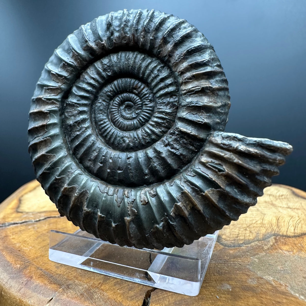 Dactylioceras Ammonite Fossil With box and Stand - Whitby, North Yorkshire Jurassic Coast Yorkshire Fossils