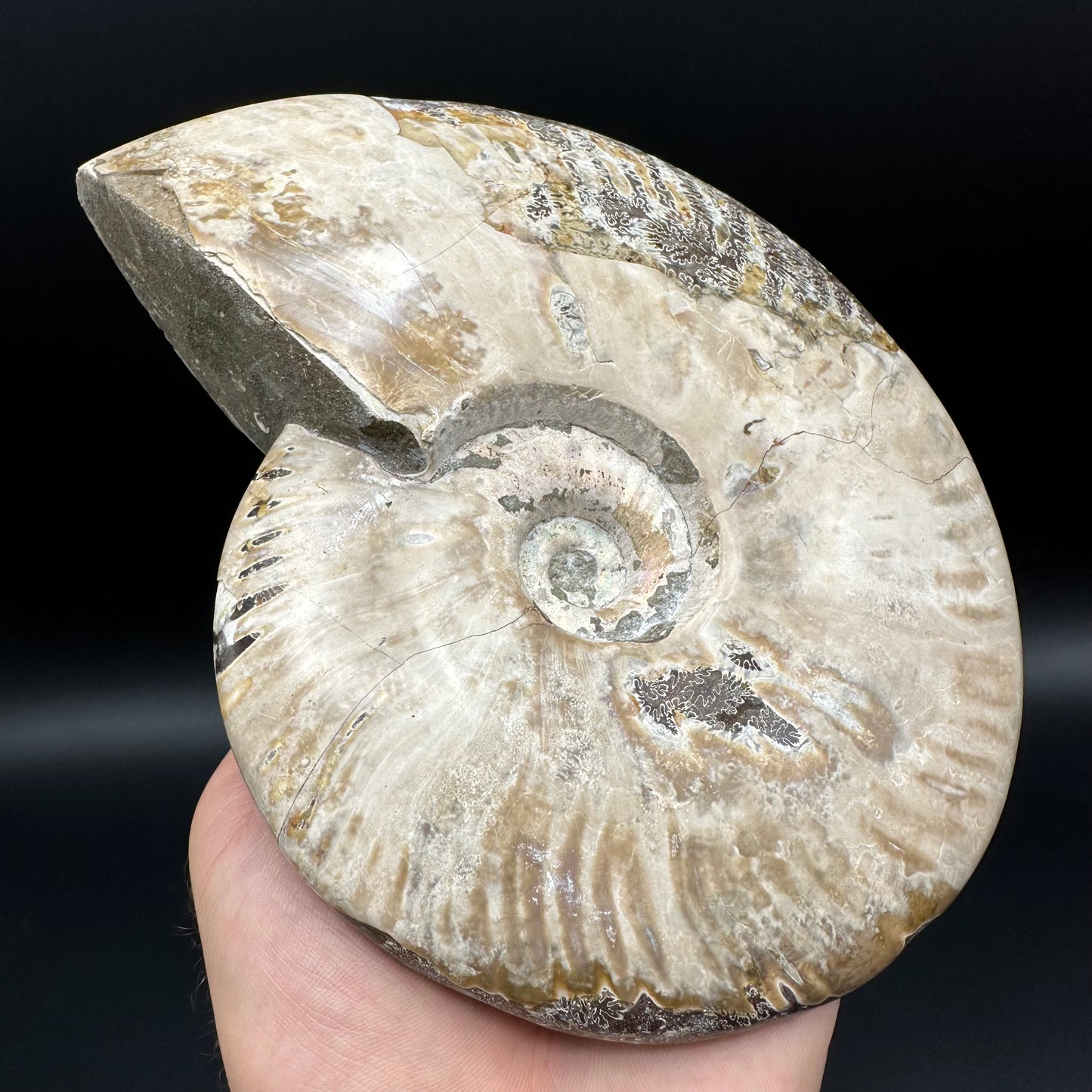 Cleoniceras Ammonite Fossil With Stand - Cretaceous Ammonite Madagascar