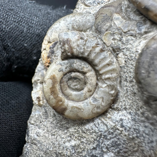 Psiloceras ammonite fossil with box and stand - Whitby, North Yorkshire Jurassic Coast, Yorkshire fossils