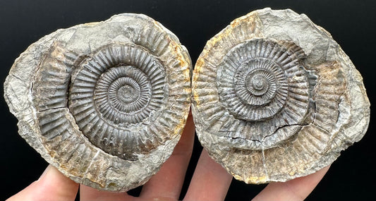 Dactylioceras Ammonite nodule (split pair) Fossil With Box And Stand - Whitby, North Yorkshire Jurassic Coast Yorkshire Fossils