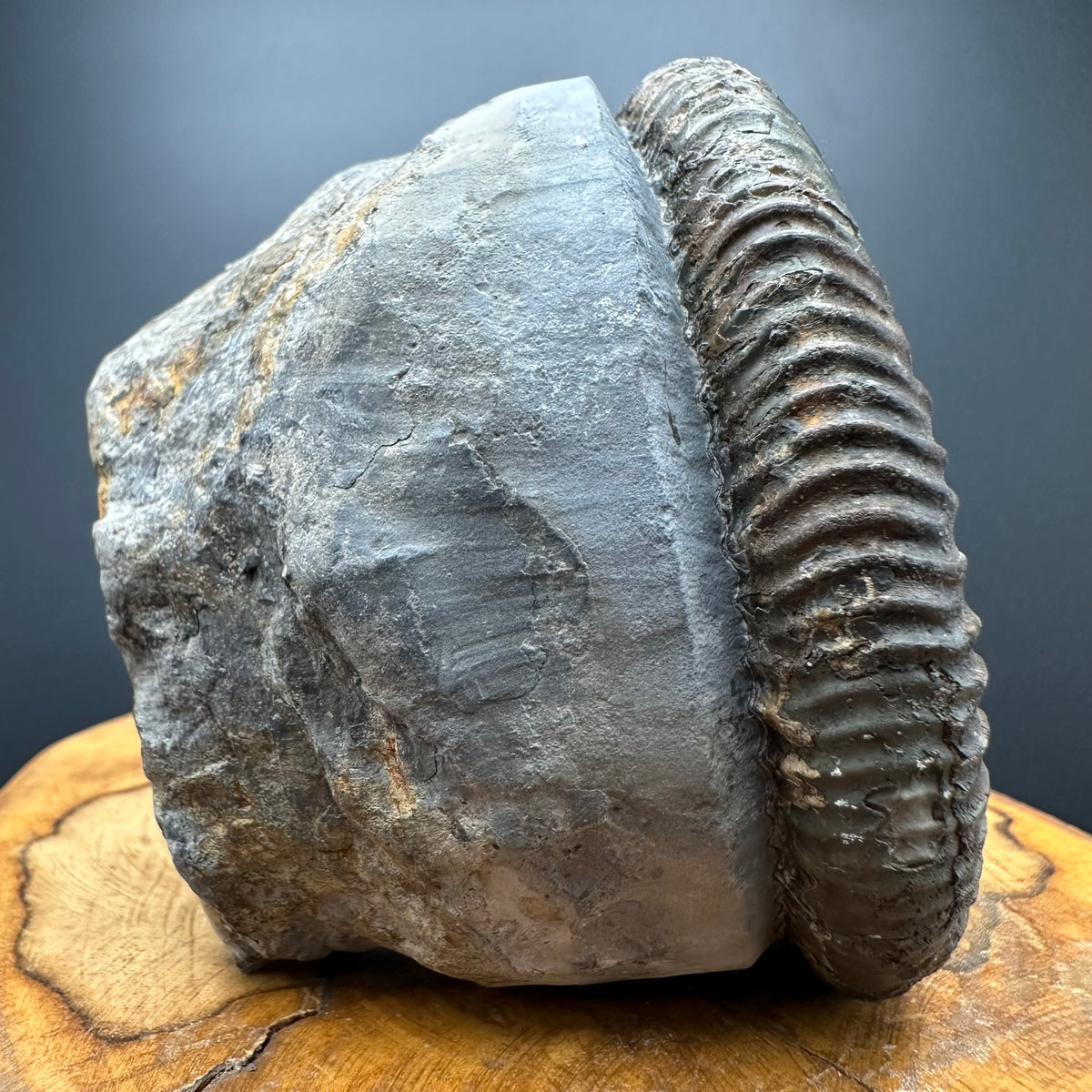 Dactylioceras Ammonite Fossil With box and Stand - Whitby, North Yorkshire Jurassic Coast Yorkshire Fossils