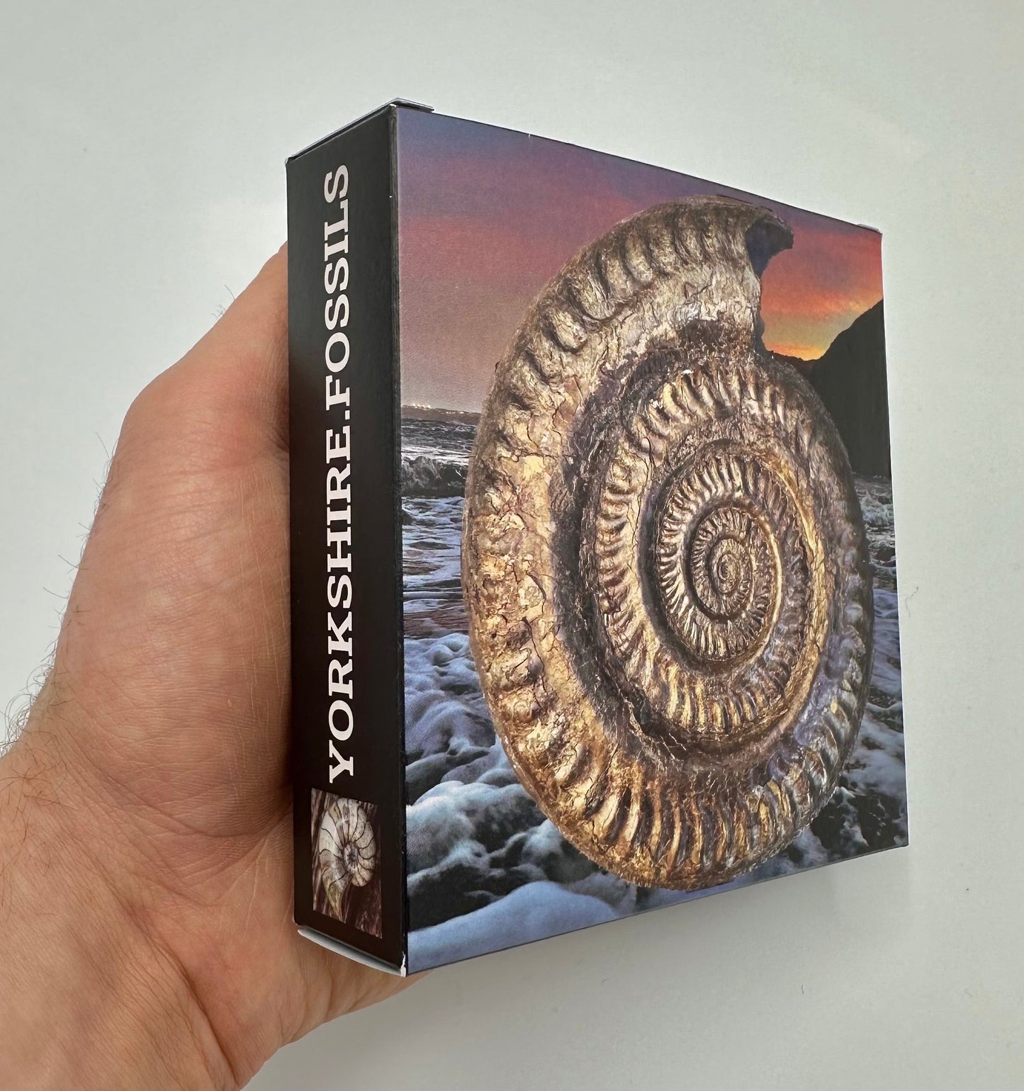 Promicroceras ammonite shell fossil with box and stand - Whitby, North Yorkshire Jurassic Coast Yorkshire Fossils