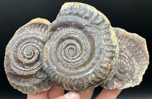 Hildoceras bifrons Ammonite Nodule (split pair) Fossil With Box And Stand - Whitby, North Yorkshire Jurassic Coast Yorkshire Fossils