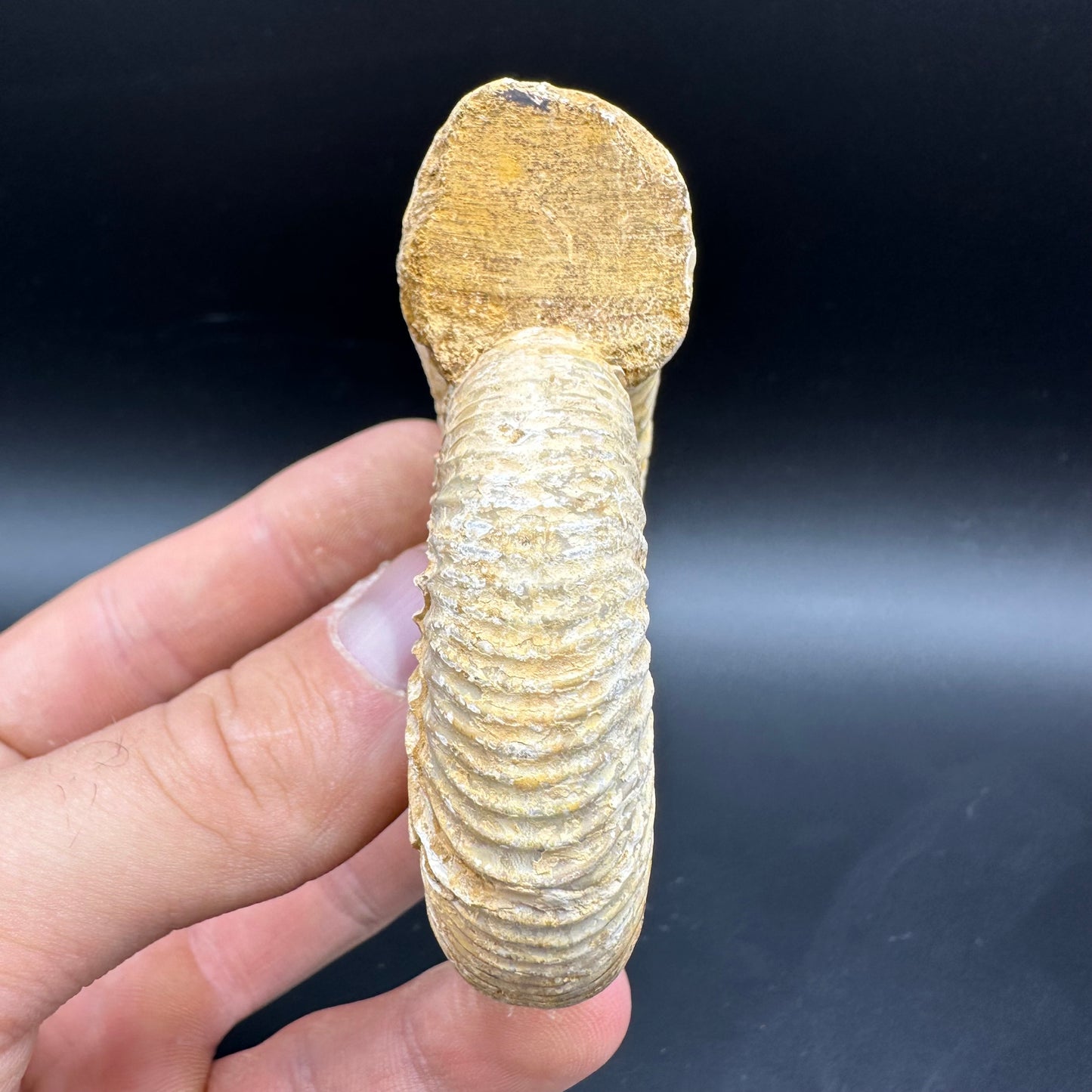 Dichotomosphinctes Ammonite Fossil With Box And Stand - Middle Jurassic Ammonite Madagascar