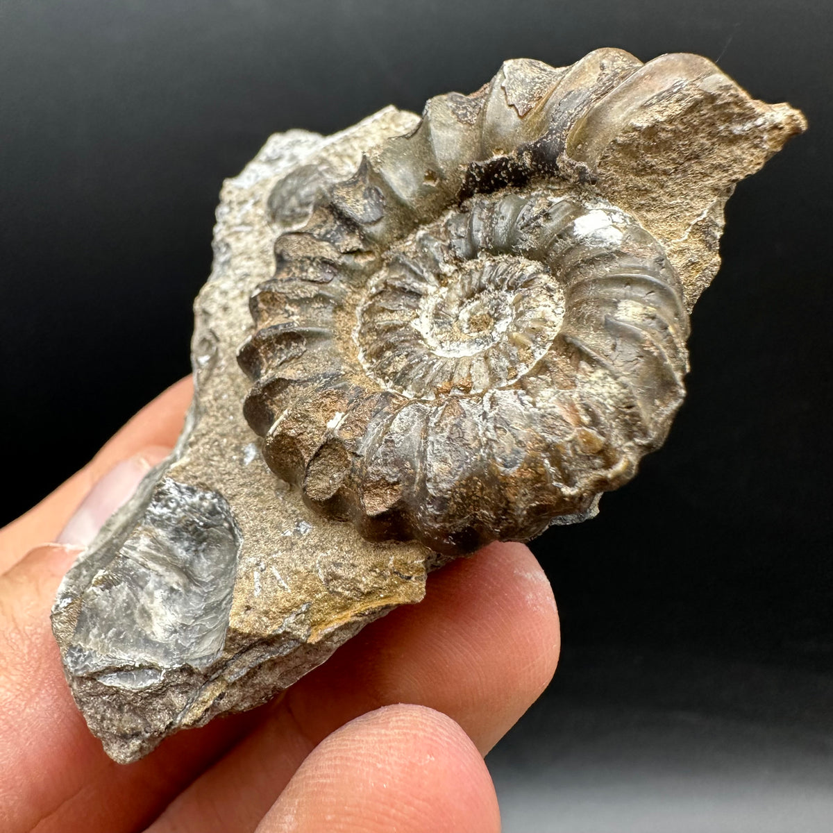 Androgynoceras capricornus Ammonite Fossil With Stand - Whitby, North Yorkshire Jurassic Coast Yorkshire Fossils